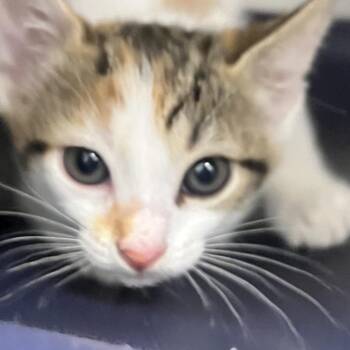 Scissors -  Domestic Short Hair Cat for Adoption in West Palm Beach, Florida - Scissors | PetCurious