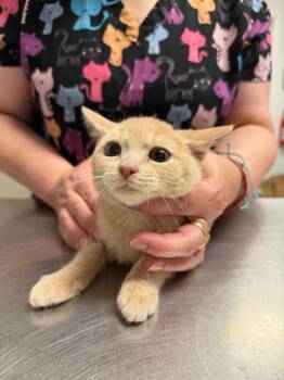 Roger -  Domestic Short Hair Cat for Adoption in Trenton, New Jersey - Roger | PetCurious