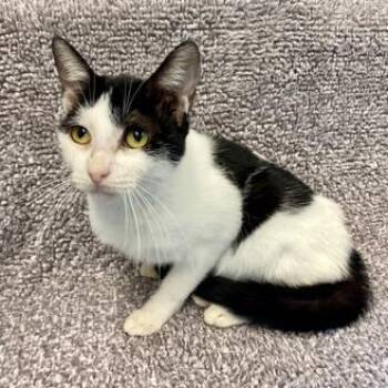 Rescue Domestic Short Hair Cats for Adoption in Leander, Texas - Celery | PetCurious