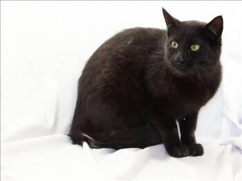 Domestic Short Hair Cats Available for Adoption - JORGE | PetCurious