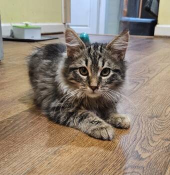 Rescue Domestic Long Hair Cats for Adoption in Greensboro, North Carolina - Ralphie | PetCurious