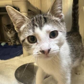 Booboo -  Domestic Short Hair Cat for Adoption in Walnut Creek, California - Booboo | PetCurious