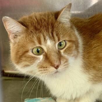 Domestic Short Hair Cats Available for Adoption in Bloomington, Illinois - Lionheart | PetCurious