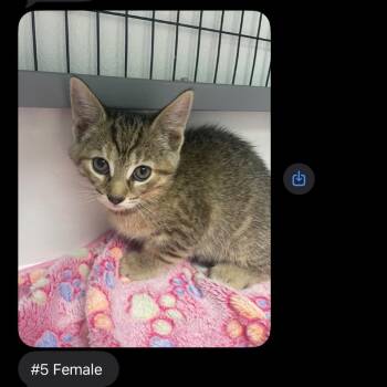 Domestic Short Hair Cats Available for Adoption in Shelbyville, Illinois - Female 2- Tabby | PetCurious