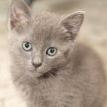 Domestic Short Hair Cats Available for Adoption in Los Angeles, California - Billie | PetCurious