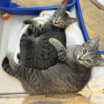 Future -  Domestic Short Hair Cat for Adoption in Pittsburgh, Pennsylvania - Future | PetCurious