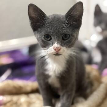 Rescue Domestic Short Hair Cats for Adoption in New Smyrna Beach, Florida - Elsa | PetCurious