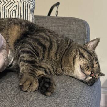 Domestic Short Hair Cats Available for Adoption in Riverside, California - Hunky | PetCurious