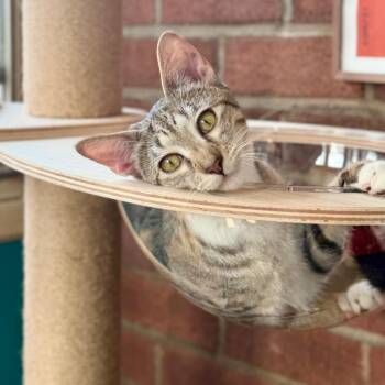 Lady Bologna -  Domestic Short Hair Cat for Adoption - Lady Bologna | PetCurious