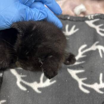Domestic Short Hair Cats Available for Adoption in Springtown, Texas - Porky | PetCurious