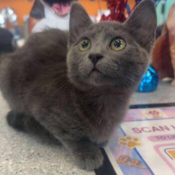 Misty -  Domestic Short Hair Cat for Adoption in Marshall, Texas - Misty | PetCurious