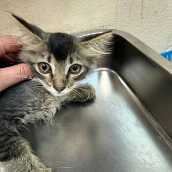 Weemy -  Domestic Short Hair Cat for Adoption in Birmingham, Alabama - Weemy | PetCurious