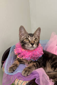 Rescue Domestic Short Hair Cats for Adoption in Picayune, Mississippi - Katherine Hepburn | PetCurious