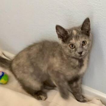 Topaz (bonded with Opal) -  Domestic Short Hair Cat for Adoption in Santa Rosa, California - Topaz (bonded With Opal) | PetCurious