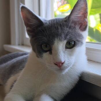 Blondie -  Domestic Short Hair Cat for Adoption in Westminster, California - Blondie | PetCurious