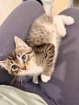 Tabby Cats Available for Adoption in Waxhaw, North Carolina - Cossack | PetCurious