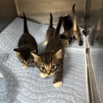 Russell -  Domestic Short Hair Cat for Adoption in Canton, Illinois - Russell | PetCurious