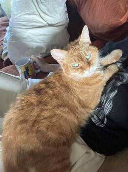 Rescue Domestic Short Hair Cats for Adoption in Royal Oak, Michigan - Rory | PetCurious