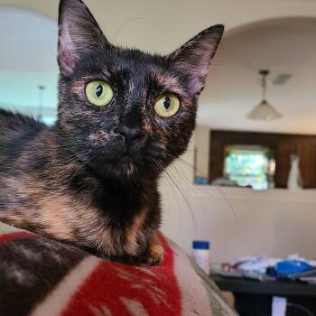 Rescue Domestic Short Hair and Tortoiseshell Cats for Adoption in Greensboro, Georgia - Afghan - Winterville, GA | PetCurious