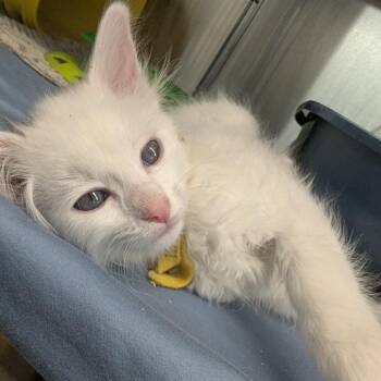 Simmy -  Domestic Short Hair Cat for Adoption in Manhattan, Kansas - Simmy | PetCurious
