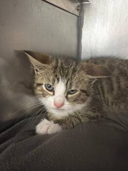 Ezri -  Domestic Short Hair Cat for Adoption in Pomona, New York - Ezri | PetCurious