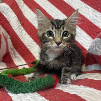 Apollo -  Domestic Short Hair Cat for Adoption in Columbus, North Carolina - Apollo | PetCurious