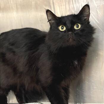 Domestic Long Hair Cats Available for Adoption in Tulsa, Oklahoma - Salem | PetCurious