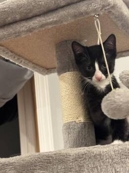 Luigi -  Tuxedo and Domestic Short Hair Cat for Adoption in Georgetown, Kentucky - Luigi | PetCurious