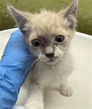 EDD -  Domestic Short Hair Cat for Adoption in Riverside, California - EDD | PetCurious