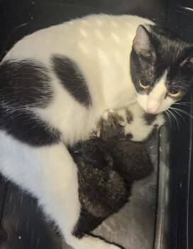 Gloria -  Domestic Short Hair Cat for Adoption in Republic, Missouri - Gloria | PetCurious