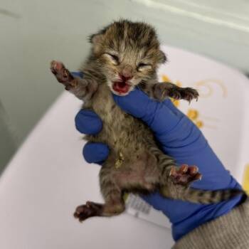 Dot -  Domestic Short Hair Cat for Adoption in Philadelphia, Pennsylvania - Dot | PetCurious