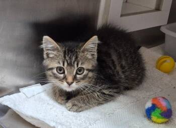 Walter -  Domestic Short Hair Cat for Adoption in Tomah, Wisconsin - Walter | PetCurious