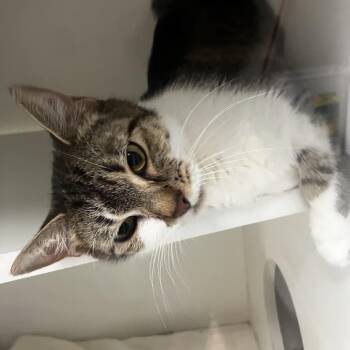 Domestic Short Hair Cats Available for Adoption in Uniontown, Pennsylvania - Bunny | PetCurious