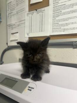 Plantain -  Domestic Short Hair Cat for Adoption in Bolivar, Missouri - Plantain | PetCurious