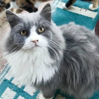 Polte -  Ragdoll and Maine Coon Cat for Adoption in Brampton, Ontario - Polte | PetCurious