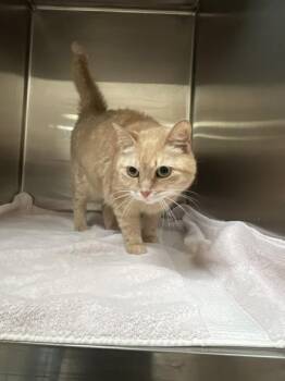 Peaches -  Domestic Medium Hair and Domestic Short Hair Cat for Adoption in Farmers Branch, Texas - Peaches | PetCurious