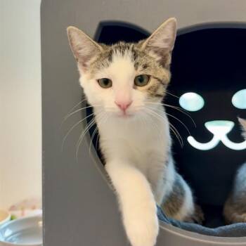 FORD -  Domestic Short Hair Cat for Adoption in Leesburg, Virginia - FORD | PetCurious