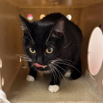Marvin -  Domestic Short Hair Cat for Adoption in Philadelphia, Pennsylvania - Marvin | PetCurious