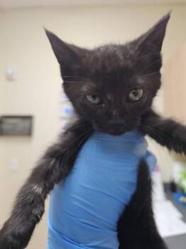 Mystique -  Domestic Short Hair Cat for Adoption in Kennewick, Washington - Mystique | PetCurious