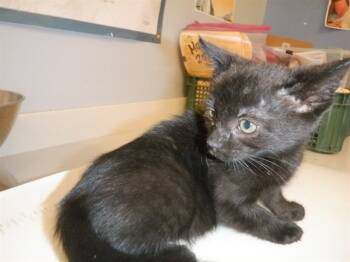 Rescue Domestic Short Hair Cats for Adoption in San Jose, California - MARIA | PetCurious