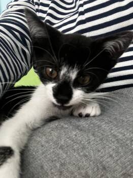 Rescue Domestic Short Hair Cats for Adoption in Greenville, Delaware - Celeste (FCID# 10/16/2025 - 55 Middletown PS) KC | PetCurious