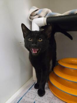 Motorcycle -  Domestic Short Hair Cat for Adoption in Fruit Heights, Utah - Motorcycle | PetCurious