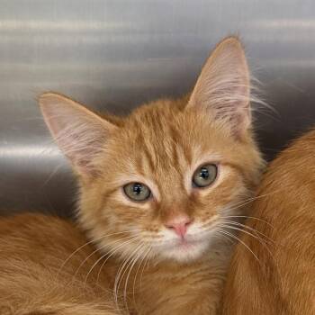Rick -  Domestic Short Hair Cat for Adoption in Corbin, Kentucky - Rick | PetCurious
