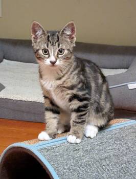 Tumbledore -  American Shorthair Cat for Adoption in Rochester, New York - Tumbledore | PetCurious