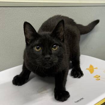 Galaxy -  Domestic Short Hair Cat for Adoption in Tampa, Florida - Galaxy | PetCurious