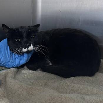 Domestic Short Hair Cats Available for Adoption in Newark, New Jersey - Mascara | PetCurious
