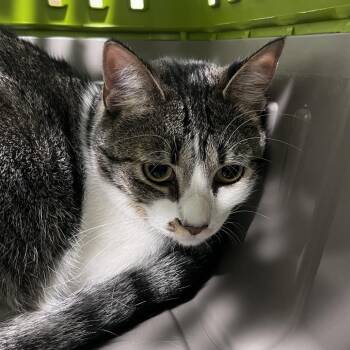 Josie -  Domestic Short Hair Cat for Adoption in Tampa, Florida - Josie | PetCurious