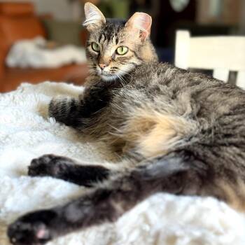 Ivy -  Domestic Medium Hair Cat for Adoption in Houston, Texas - Ivy | PetCurious