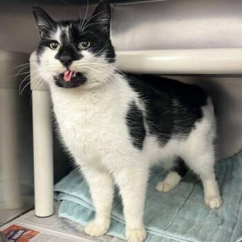 Domestic Short Hair Cats Available for Adoption - Couch Surfer | PetCurious