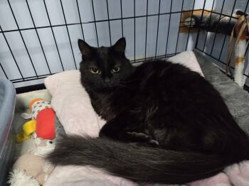 Domestic Long Hair Cats Available for Adoption in Brooks, Alberta - Prada | PetCurious